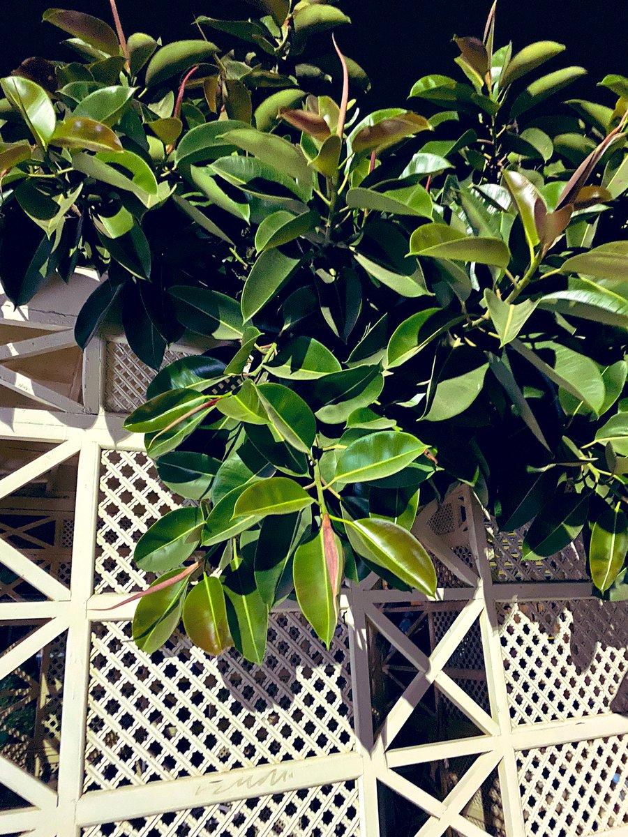 Welcome to Egypt! 🇪🇬🌞

We've just arrived, and it's absolutely stunning here! The resort is bursting with color—flowers everywhere, from vibrant bougainvillea to lush tropical blooms. 

It feels like stepping into a dream. 🌺🌴