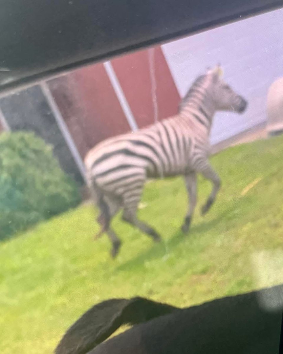 Jaxie Pidgeon (@jaxiepidgeon) on Twitter photo Have you seen a Zebra on the loose today in Rutherford County? 🦓🧐
If so, <a href="/CommishBeverly/">County Commissioner Jonathan Beverly</a> said “please DO NOT approach. Authorities are assisting.”
📸 Jonathan Beverly Have you seen a Zebra on the loose today in Rutherford County? 🦓🧐
If so, <a href="/CommishBeverly/">County Commissioner Jonathan Beverly</a> said “please DO NOT approach. Authorities are assisting.”
📸 Jonathan Beverly