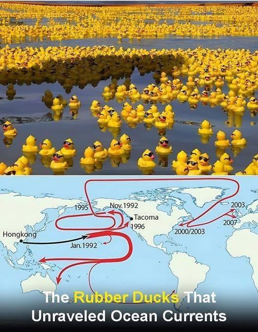 In January 1992, a shipping mishap turned into an unexpected scientific breakthrough when the cargo ship Ever Laurel lost a container carrying 29,000 plastic toys—mostly rubber ducks—into the Pacific Ocean. 
 A Journey Across the Seas: Months later, these tiny travelers began