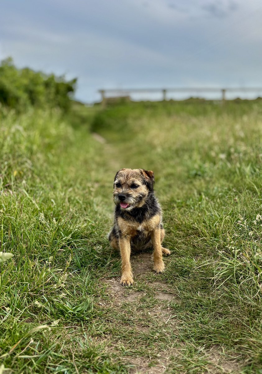 Geoff Barton (@realgeoffbarton) on Twitter photo Today in four pics: Molly B has a lie-in; our walk around Ixworth; a (ahem) light lunch at <a href="/thebrewerspub/">The Brewers Rattlesden</a>; and our walk in Pakenham tonight #SuffolkBigSkies. Today in four pics: Molly B has a lie-in; our walk around Ixworth; a (ahem) light lunch at <a href="/thebrewerspub/">The Brewers Rattlesden</a>; and our walk in Pakenham tonight #SuffolkBigSkies.