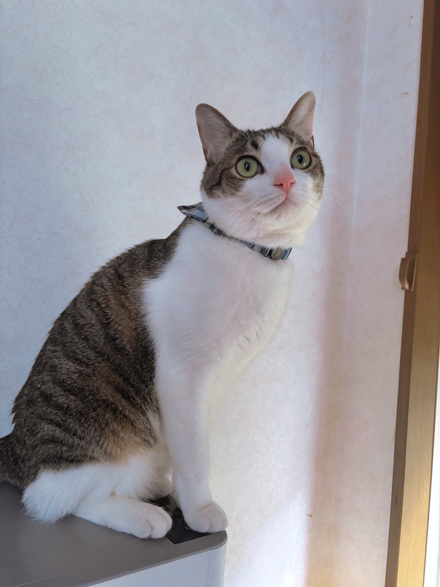 今日は晴れそうで良かったねぇ。