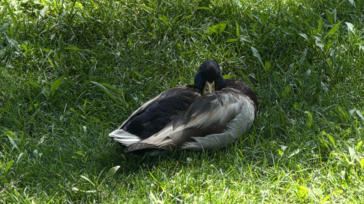 Sleeping duck near me 💜
