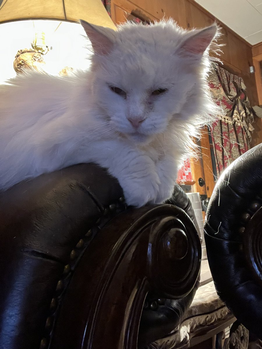 ArsenalAdi2's tweet photo. @Hedgewatchers We love the #Hedgewatch history lesson! We’ve made fab furiends over the years. We saw Momma  Jasper&amp;Rugs go to the  🌈 allotments. We love the cat-munity we found here. Thank  you every fur 🐾❤️❤️🐾 https://t.co/mICghwZcrT