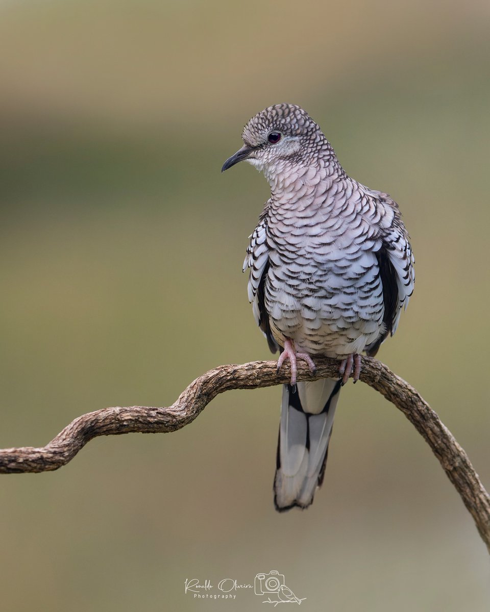 Scaled Dove (Columbina squammata) 🐦

Porto de Sauipe, BA - Brazil 🇧🇷

📷 zoonaldo (Instagram) ©️

#birds 
#nature 
#wildlife 
#photography