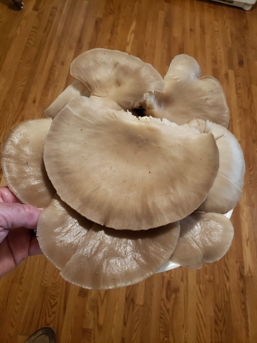 All it took was a little rain and Pleurotus is out the size of dinner plates!
