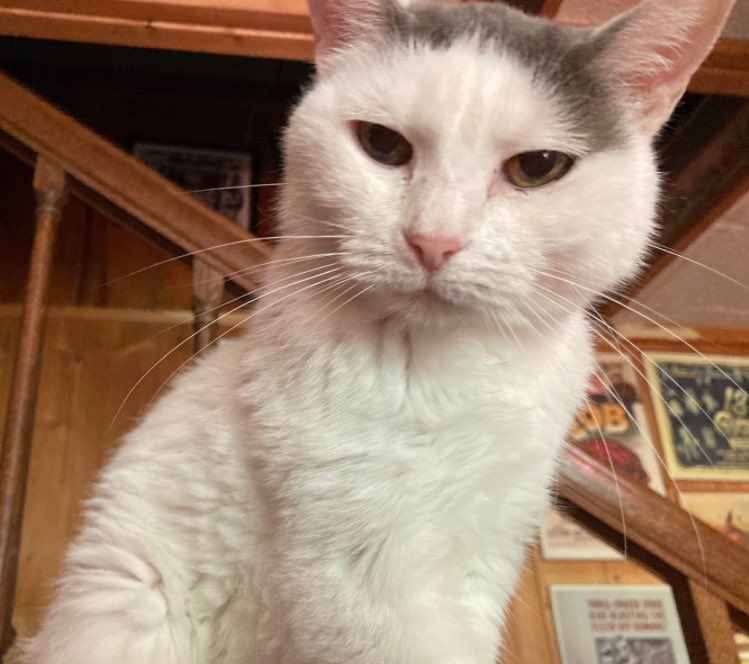 😔 The bathroom is so empty without Anna. I kinda don’t like going in there now. Even the cats r avoiding that room. I sat on the bed n lots of my kids surrounded me. I know they know n grieve too 😿 such a tiny cat leaves a big hole 🥀🌈🌉