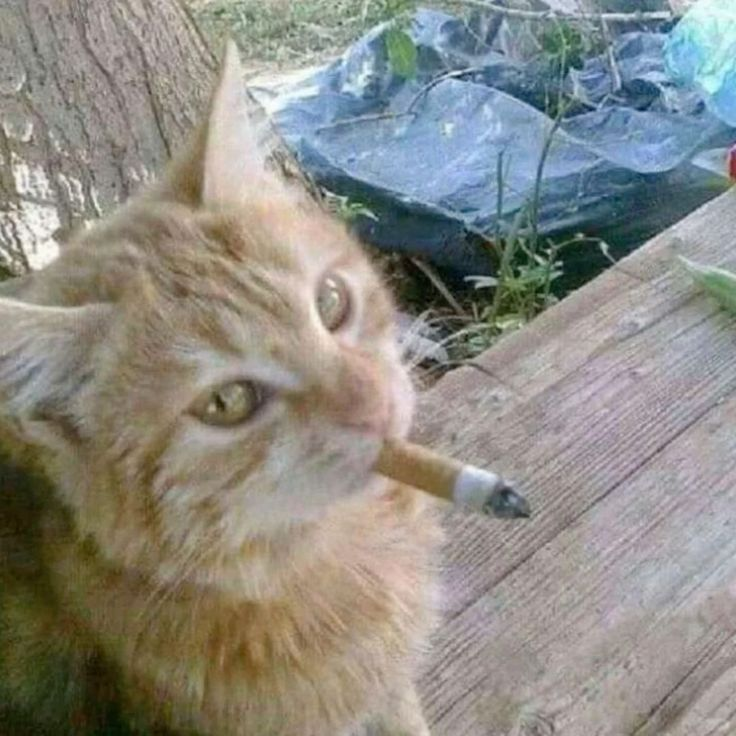 noel_petisso's tweet photo. q matao se esta fumando la tacha XDD🫵😂 https://t.co/RZEDRfqVKO