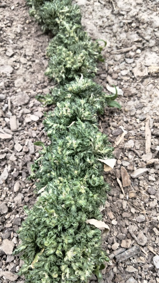 Resilience and adaptability: what can't pigweeds do to survive?