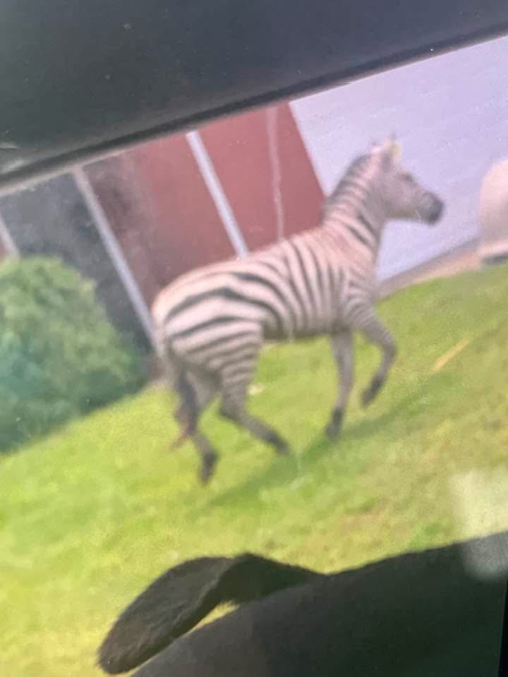 ZEBRA ON THE LOOSE! 

This guy was spotted running through traffic on I-24 near Joe B. Jackson Parkway 😬 in Rutherford County.

So far the zebra disappeared into the woods nearby, so we hope it’s found very soon and brought to safety! 🦓