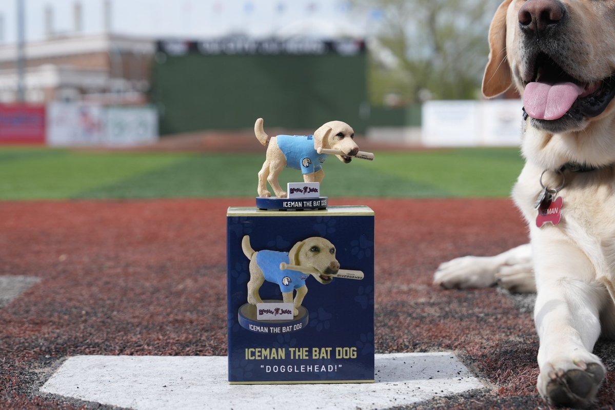 Edmonton Riverhawks (@edmriverhawks) on Twitter photo Today Iceman the bat dog turns 3, and what better way to celebrate than by announcing the 2025 Riverhawks Bobblehead: the “Iceman Dogglehead” presented by <a href="/boosterjuice/">Booster Juice</a>!
This Dogglehead will be available to win exclusively on Sunday, June 8th during our Paws in the Park game! Today Iceman the bat dog turns 3, and what better way to celebrate than by announcing the 2025 Riverhawks Bobblehead: the “Iceman Dogglehead” presented by <a href="/boosterjuice/">Booster Juice</a>!
This Dogglehead will be available to win exclusively on Sunday, June 8th during our Paws in the Park game!