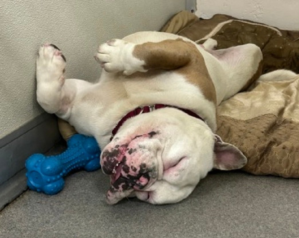Julie🌻🐾 (@myboxerluvmac1) on Twitter photo 💔Joey💔
#NYCACC #227637 2y
▪️KILL COMMAND ❗️
Precious sweetie's💔, arrived stray 8D ago + listed!
DEAF + has Brachycephalic Airway Syndrome.
Jumps exuberantly 2ward ppl on st.
Needs loving, N.East, adult only #Foster, 2 decompress.
DM <a href="/CathyPolicky/">Cathy Policky</a>
Pls #pledge
💞J 💔Joey💔
#NYCACC #227637 2y
▪️KILL COMMAND ❗️
Precious sweetie's💔, arrived stray 8D ago + listed!
DEAF + has Brachycephalic Airway Syndrome.
Jumps exuberantly 2ward ppl on st.
Needs loving, N.East, adult only #Foster, 2 decompress.
DM <a href="/CathyPolicky/">Cathy Policky</a>
Pls #pledge
💞J