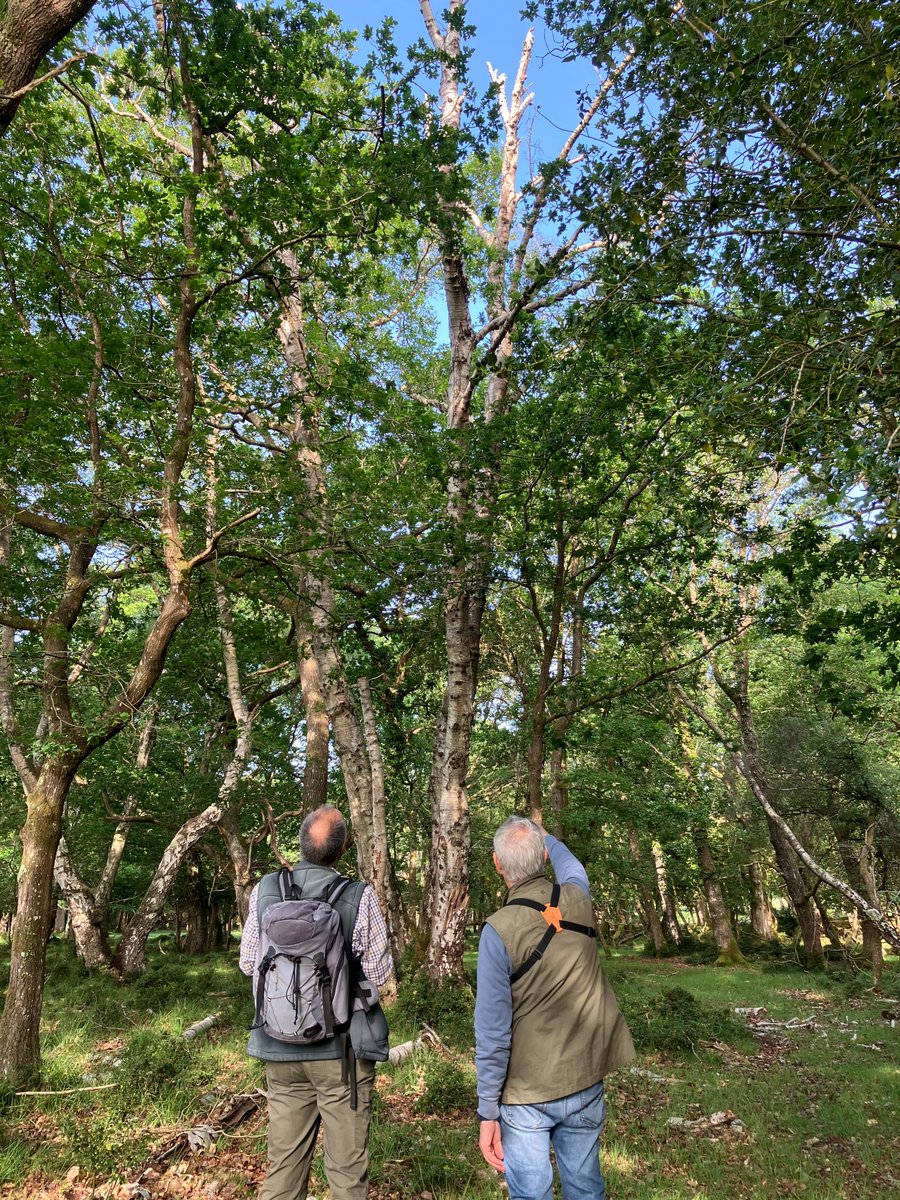 lesserspotnet's tweet image. Another day - another 3 Lesser Spotted Woodpecker nests found and being monitored in Devon and the New Forest. Great work by LesserSpotNet volunteers. Healthy chicks being well fed by both parents in all the nests. More nests could be found this week.
