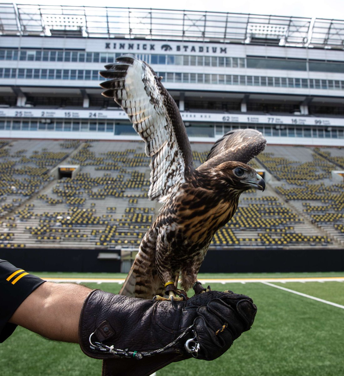 University of Iowa (@uiowa) on Twitter photo Fun fact: <a href="/UIowaEducation/">College of Education</a> students partner with the Iowa Raptor Project to get hands-on experience protecting raptors and their habitats across Iowa ๐ฆ
๐ฟ Fun fact: <a href="/UIowaEducation/">College of Education</a> students partner with the Iowa Raptor Project to get hands-on experience protecting raptors and their habitats across Iowa ๐ฆ
๐ฟ