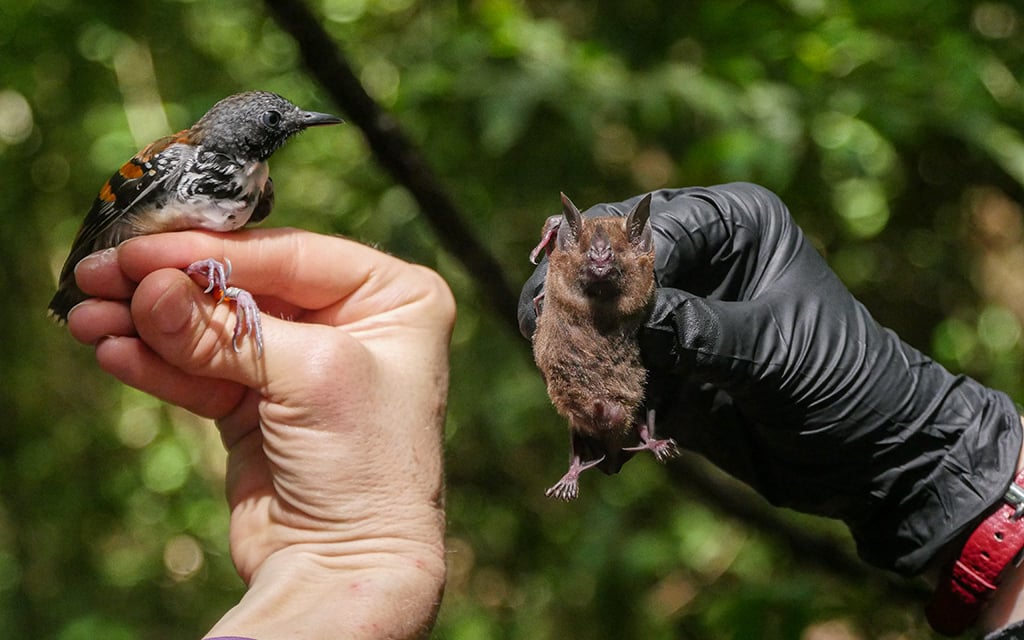 Cronkite Borderlands reporter Emily Holshouser traveled to Panama, following researchers at the Smithsonian Tropical Research Institute as they work to track the effects of climate change on birds, bats and trees. 

🔗 Learn more: cronkitenews.azpbs.org/2025/05/21/smi…