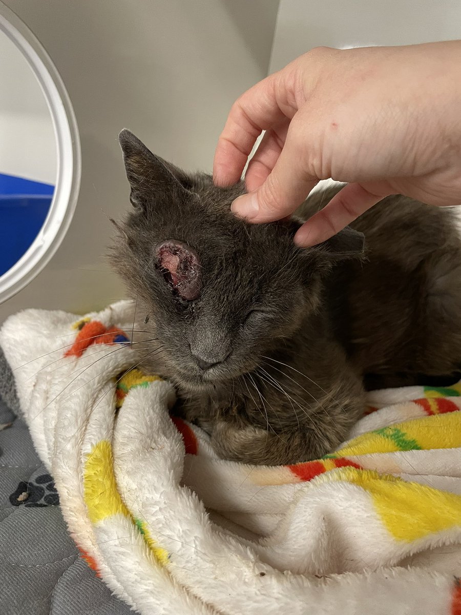 Friends of Bear Cat Rescue tweet media