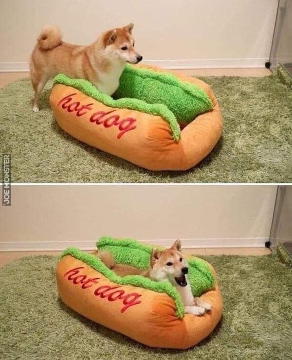 💖 (@twaniimals) on Twitter photo 