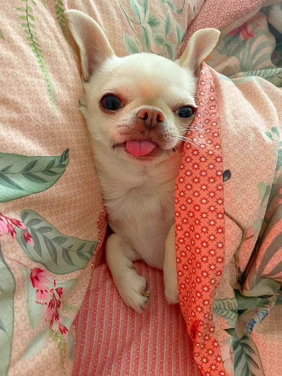 💖 (@twaniimals) on Twitter photo 