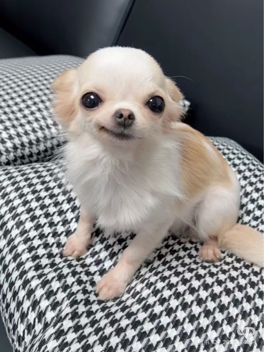 💖 (@twaniimals) on Twitter photo 