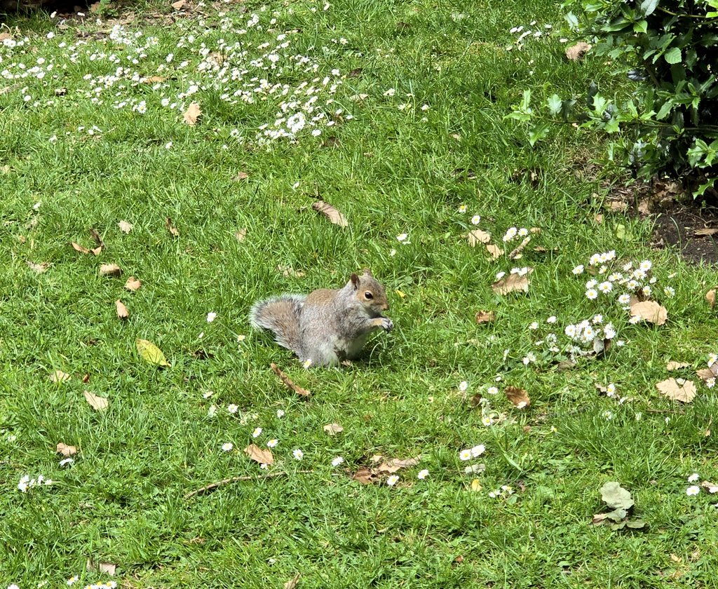 Hello, friend. 🐿