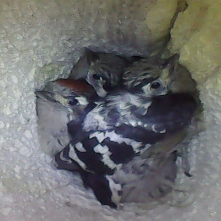lesserspotnet's tweet image. Another day - another 3 Lesser Spotted Woodpecker nests found and being monitored in Devon and the New Forest. Great work by LesserSpotNet volunteers. Healthy chicks being well fed by both parents in all the nests. More nests could be found this week.