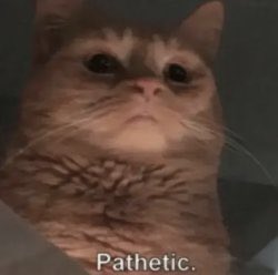 You don’t hold one of the first eERC memecoins?