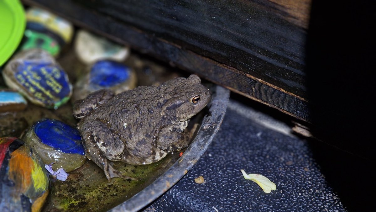 wandklex Ingrid tweet media