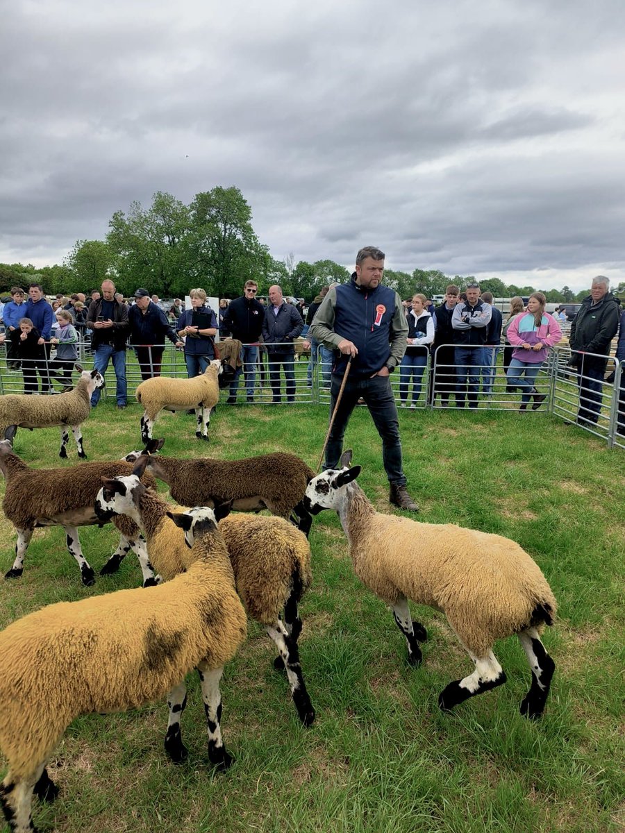 Johnathon Loughery judging Bluefaced Leicesters today at the Ballymena Show. 

📸 Hugh Henry