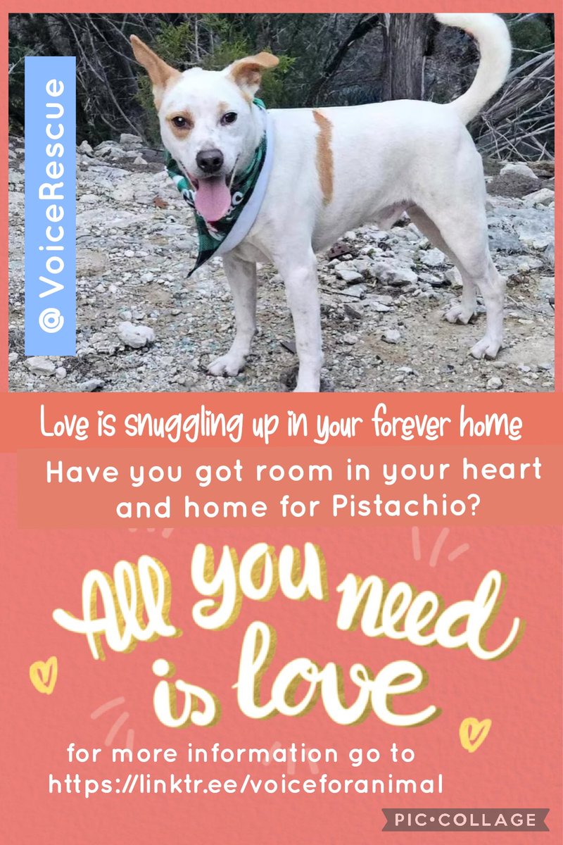 Millie🐾🌈Moose🐾🌈#OneForAllAndAllForMillie🐾 (@millieotlfp) on Twitter photo Theres no place like home,so everyone keep your paws crossed that we can help make Pistachio's dreams come true&find her a furever home with a loving human to chill out with.
Your RT might just find one so please RT
➡️linktr.ee/voiceforanimal
<a href="/VoiceRescue/">Voice for Animals Rescue & Sanctuary</a>
#OTLFP #adoptdontshop Theres no place like home,so everyone keep your paws crossed that we can help make Pistachio's dreams come true&find her a furever home with a loving human to chill out with.
Your RT might just find one so please RT
➡️linktr.ee/voiceforanimal
<a href="/VoiceRescue/">Voice for Animals Rescue & Sanctuary</a>
#OTLFP #adoptdontshop