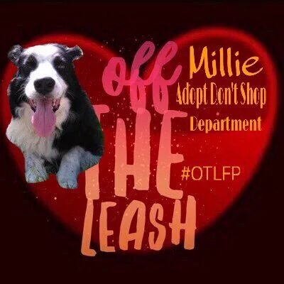 Pixie💔😭Millie💔Moose💔Fancy💔Wickett💔Stan😭 (@pixie_tooth) on Twitter photo #OTLFP
It's time for everyone's favorite segment! Millie's #AdoptDontShop. Let's see what sweet fur Millie has for us this week. The stage is all yours Millie 😊 <a href="/MillieOTLFP/">Millie🐾🌈Moose🐾🌈#OneForAllAndAllForMillie🐾</a> #OTLFP
It's time for everyone's favorite segment! Millie's #AdoptDontShop. Let's see what sweet fur Millie has for us this week. The stage is all yours Millie 😊 <a href="/MillieOTLFP/">Millie🐾🌈Moose🐾🌈#OneForAllAndAllForMillie🐾</a>