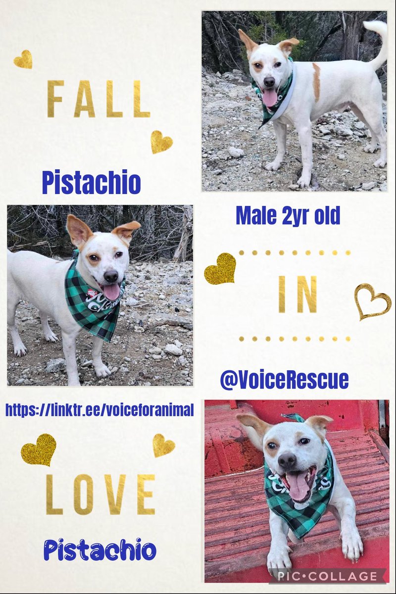 Millie🐾🌈Moose🐾🌈#OneForAllAndAllForMillie🐾 (@millieotlfp) on Twitter photo Pistachio needs a home🏡Can we help find him a #ForeverHome
Can he come live with you?
Paws crossed for a happy ever after home soon
He deserves to be loved
Have you got room in your heart&home for him? #AdoptDontShop #OTLFP
More info➡️ linktr.ee/voiceforanimal <a href="/VoiceRescue/">Voice for Animals Rescue & Sanctuary</a> #USA Pistachio needs a home🏡Can we help find him a #ForeverHome
Can he come live with you?
Paws crossed for a happy ever after home soon
He deserves to be loved
Have you got room in your heart&home for him? #AdoptDontShop #OTLFP
More info➡️ linktr.ee/voiceforanimal <a href="/VoiceRescue/">Voice for Animals Rescue & Sanctuary</a> #USA