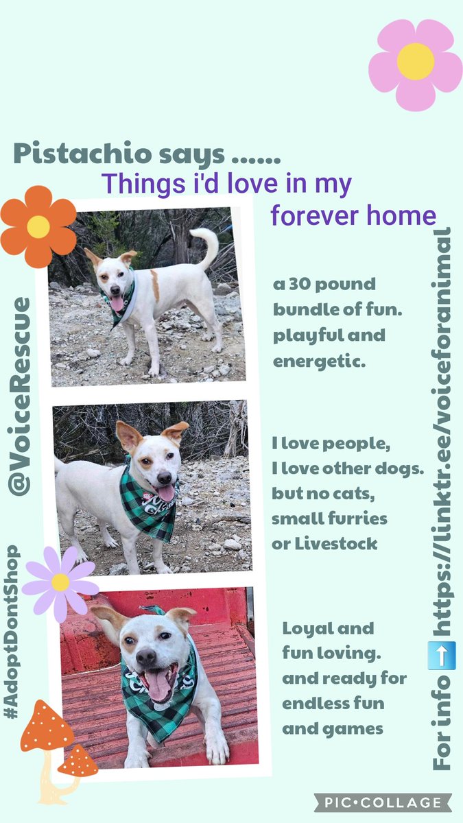 Millie🐾🌈Moose🐾🌈#OneForAllAndAllForMillie🐾 (@millieotlfp) on Twitter photo I'm hoping Pistachio can find a furever home to put her paws up.
A forever home with her own human to show her love & kindness,with treats & toys & a bed to snuggle on.
Please RT to help #OTLFP #AdoptDontShop
All his info is here➡️ linktr.ee/voiceforanimal <a href="/VoiceRescue/">Voice for Animals Rescue & Sanctuary</a> #Texas #USA I'm hoping Pistachio can find a furever home to put her paws up.
A forever home with her own human to show her love & kindness,with treats & toys & a bed to snuggle on.
Please RT to help #OTLFP #AdoptDontShop
All his info is here➡️ linktr.ee/voiceforanimal <a href="/VoiceRescue/">Voice for Animals Rescue & Sanctuary</a> #Texas #USA