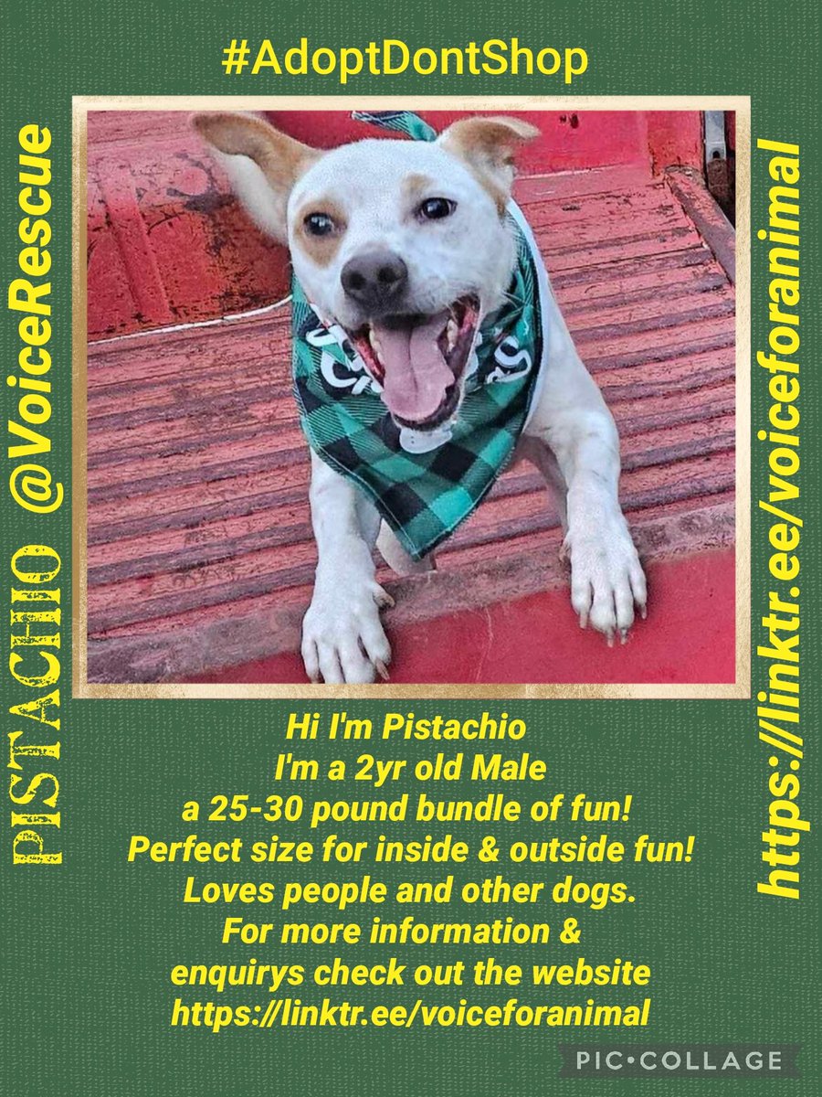 Millie🐾🌈Moose🐾🌈#OneForAllAndAllForMillie🐾 (@millieotlfp) on Twitter photo Could Pistachio put his paws up at yours?
Can he chill on your couch?
Can he snuggle up at your house?he'd love you furever
Have you got room in your heart & home for him?
He is ready & waiting for you #AdoptDontShop #OTLFP All info ➡️
linktr.ee/voiceforanimal #Texas <a href="/VoiceRescue/">Voice for Animals Rescue & Sanctuary</a> Could Pistachio put his paws up at yours?
Can he chill on your couch?
Can he snuggle up at your house?he'd love you furever
Have you got room in your heart & home for him?
He is ready & waiting for you #AdoptDontShop #OTLFP All info ➡️
linktr.ee/voiceforanimal #Texas <a href="/VoiceRescue/">Voice for Animals Rescue & Sanctuary</a>