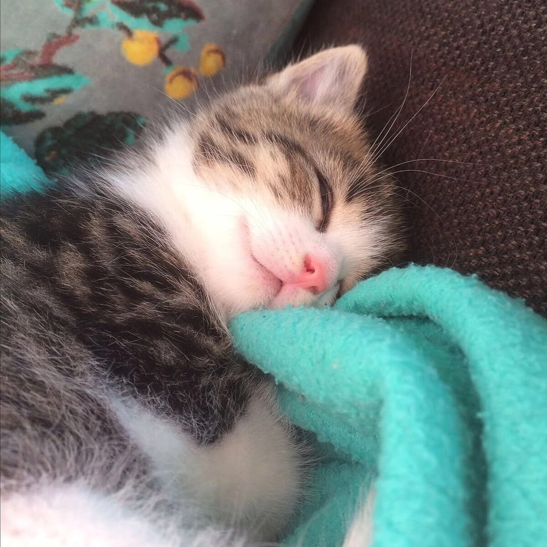 smol silly cat tweet media