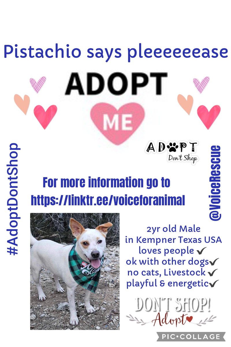 Millie🐾🌈Moose🐾🌈#OneForAllAndAllForMillie🐾 (@millieotlfp) on Twitter photo So Let's hope our #OTLFP tweets can help Pistachio from <a href="/VoiceRescue/">Voice for Animals Rescue & Sanctuary</a>
find a furever home.
Let's RT RT RT RT for him & lets keep out paws crossed we can help find a #foreverhome 🏠 #AdoptDontShop
Send all enquiries➡️linktr.ee/voiceforanimal #Texas #USA So Let's hope our #OTLFP tweets can help Pistachio from <a href="/VoiceRescue/">Voice for Animals Rescue & Sanctuary</a>
find a furever home.
Let's RT RT RT RT for him & lets keep out paws crossed we can help find a #foreverhome 🏠 #AdoptDontShop
Send all enquiries➡️linktr.ee/voiceforanimal #Texas #USA