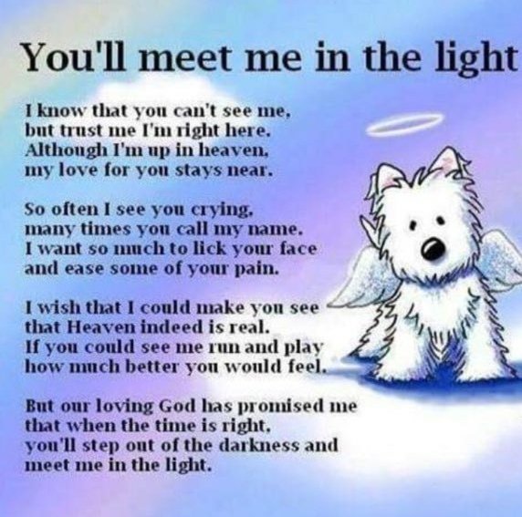 #OTLFP 
It's our privilege now to pay tribute to pals who went over the rainbow bridge recently. We will never forget them and they will always be in our hearts 😥💔🌈 #OTRB