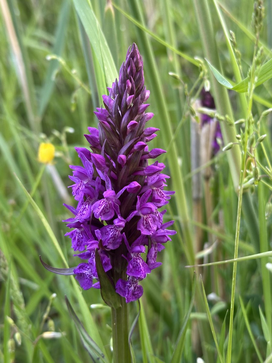 Legal_PR_Pro's tweet photo. @RevRichardColes Beautiful wild orchids here on the Wirral peninsula too 💙 https://t.co/o2Cr2mhWl6