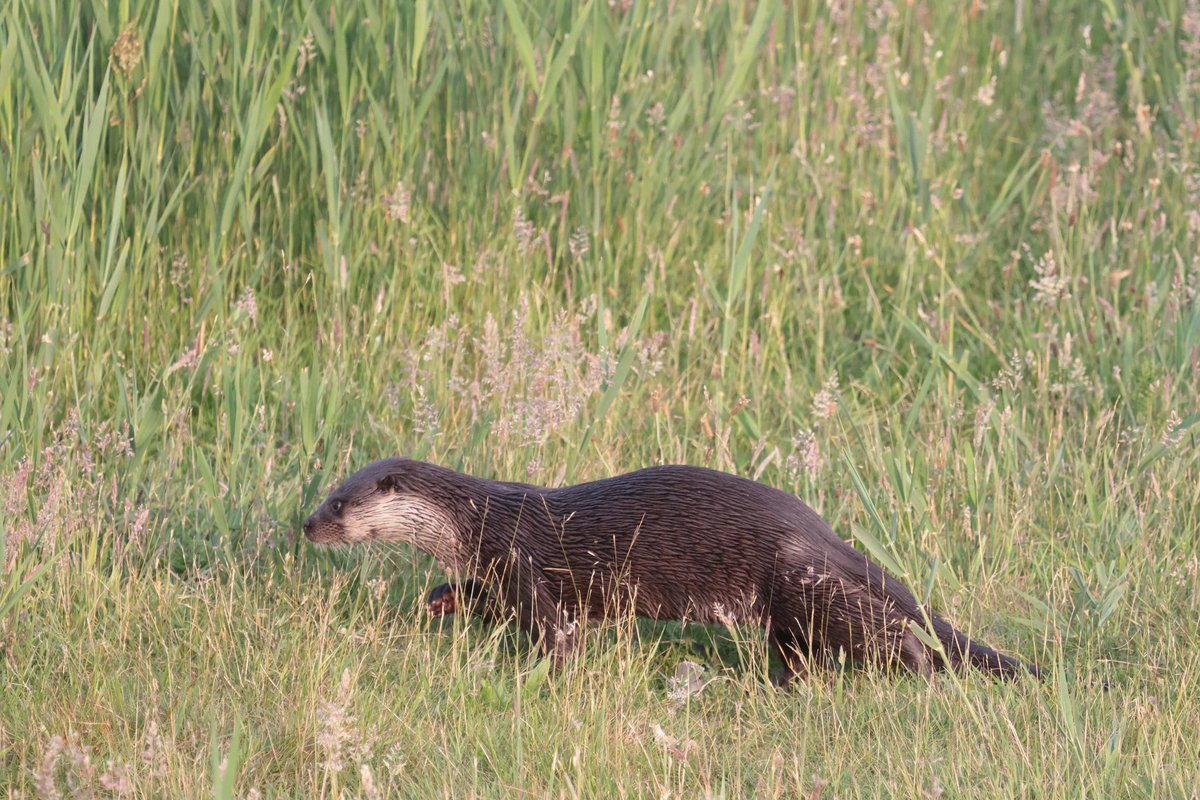 marco glastra (@marcoglastra) on Twitter photo In de vogelkijkhut Diependal van <a href="/drentslandschap/">Het Drentse Landschap</a> zit je middenin de natuur. Vanavond genoten van ijsvogel, wilde zwaan, witoogeend en zelfs een otter! In de vogelkijkhut Diependal van <a href="/drentslandschap/">Het Drentse Landschap</a> zit je middenin de natuur. Vanavond genoten van ijsvogel, wilde zwaan, witoogeend en zelfs een otter!