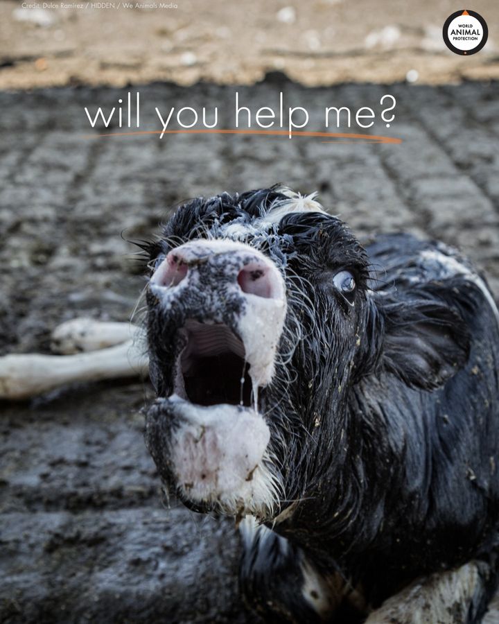 Calves raised for veal are viciously torn from their mothers' sides within hours of birth. Their mothers often bellow for days searching for their calf who they will never see again. 💔