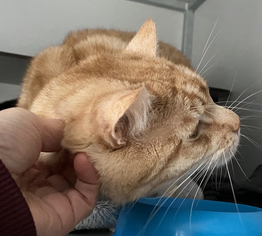 Sho houdt van kriebelen achter zijn rechter oortje. Dus dat doen we dat uiteraard. 
Hij zoekt nog iemand die dat ook wil doen in zijn nieuwe thuis en gelijk zijn maatje Neno meeneemt.....