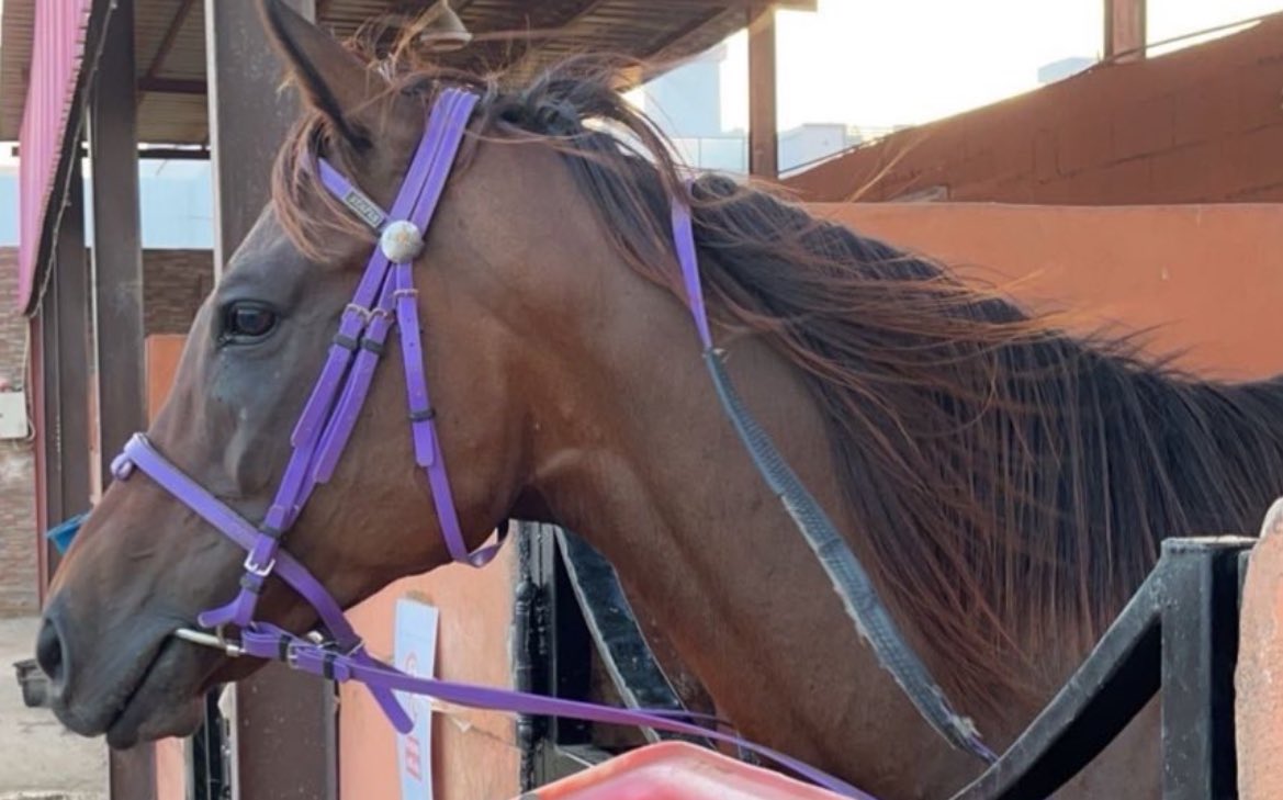 هّـلا!   يابو شعر ثاير
هلا      هلا
يابو شعر ثاير