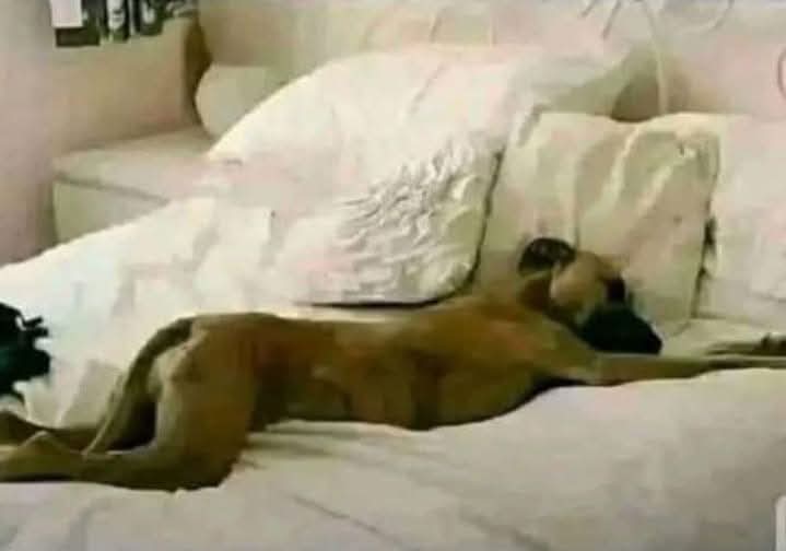 شور نہیں🤫 دیکھتے نہیں مرشد سویا ہوا ھے 😔🤗🤣