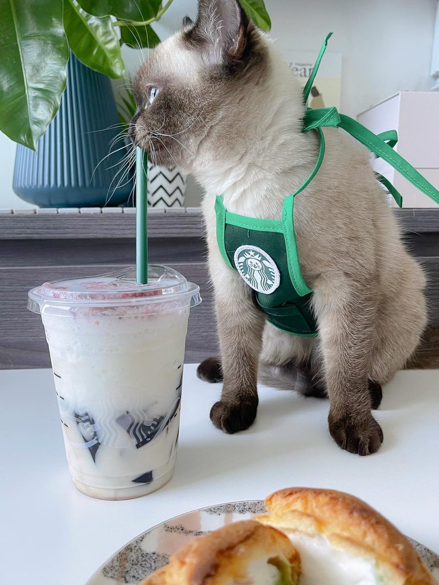 Where is the owner of the shop? Pong bites the tube.