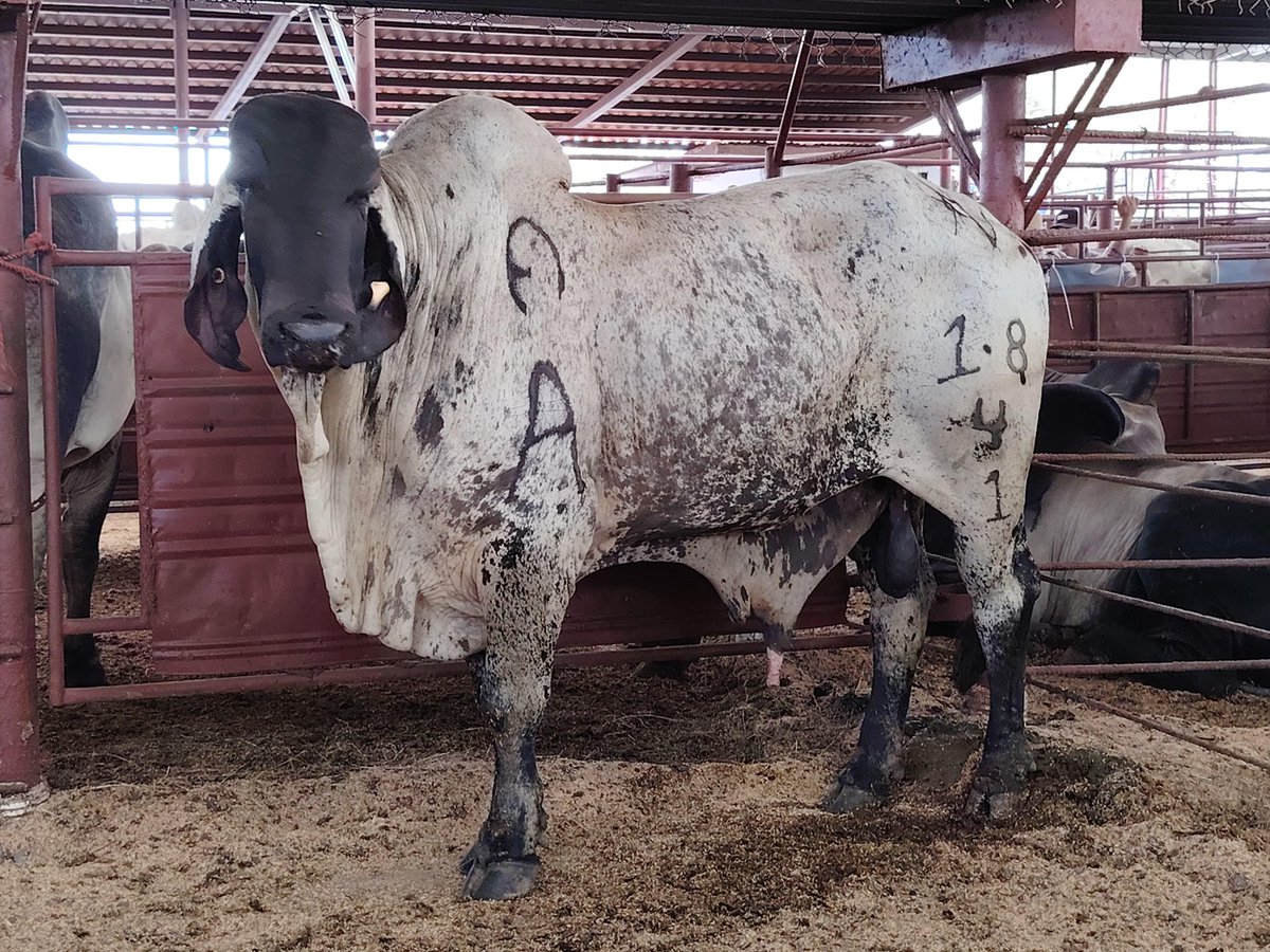 🐮✨ ¡ISA presente en la 23.ª Gran Subasta Ganadera!
Acompañamos a los productores con nuestros seguros pecuarios y de transporte 🐂🚚
También mostramos nuestra nueva herramienta tecnológica: ISA CORE 💻✅
¡Seguimos impulsando el agro panameño! 🌱