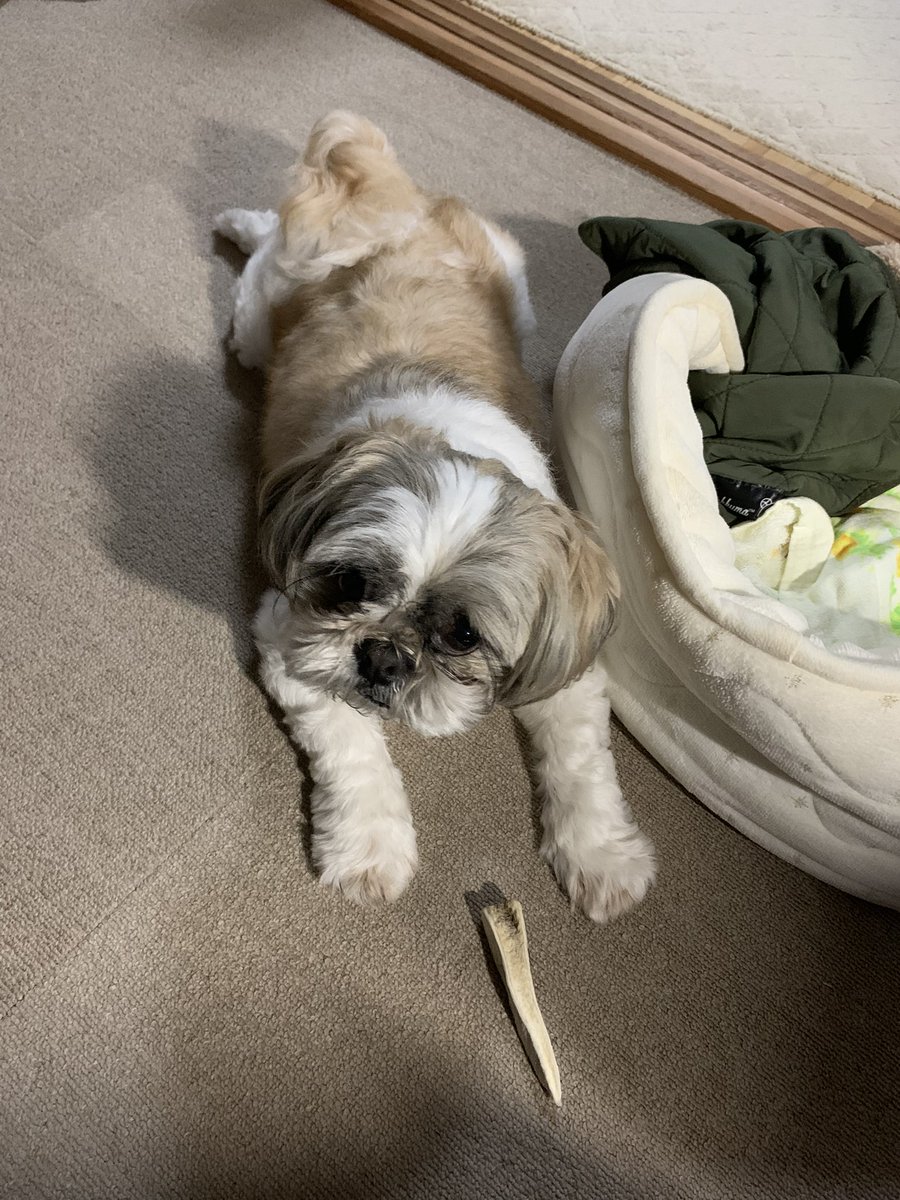 かじっていい？🐶✨
#犬のいる暮らし
#シーズー