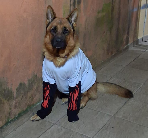 scottonauta's tweet photo. simplesmente luke, o cachorro dos meus pais https://t.co/Bt481l8WXk