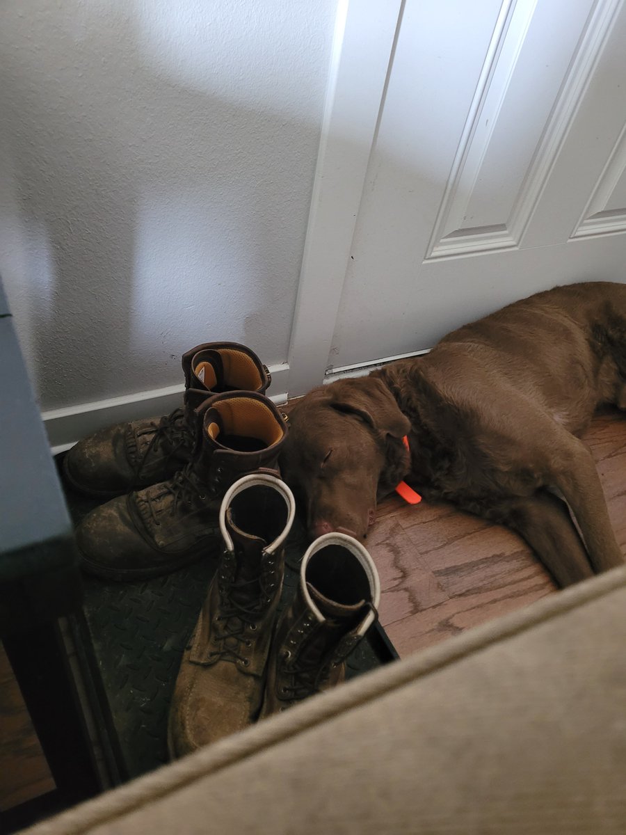 softtosslefty's tweet image. Me v Grandpup. Normally I get 10 acres to wear him out on. Went to visit him and son. Manged to wear him out in a 1,000 Sq foot apt and a dog park. I'm still undefeated.