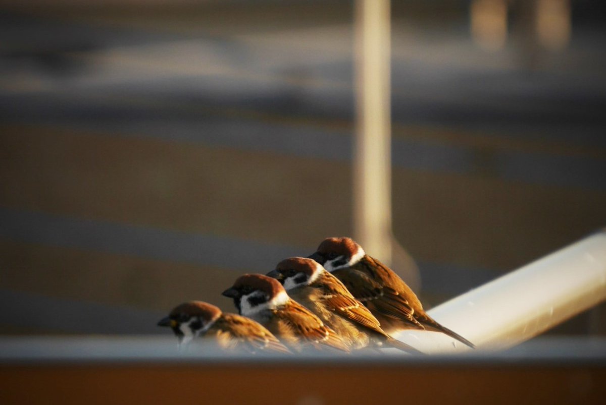 晴れましたね。