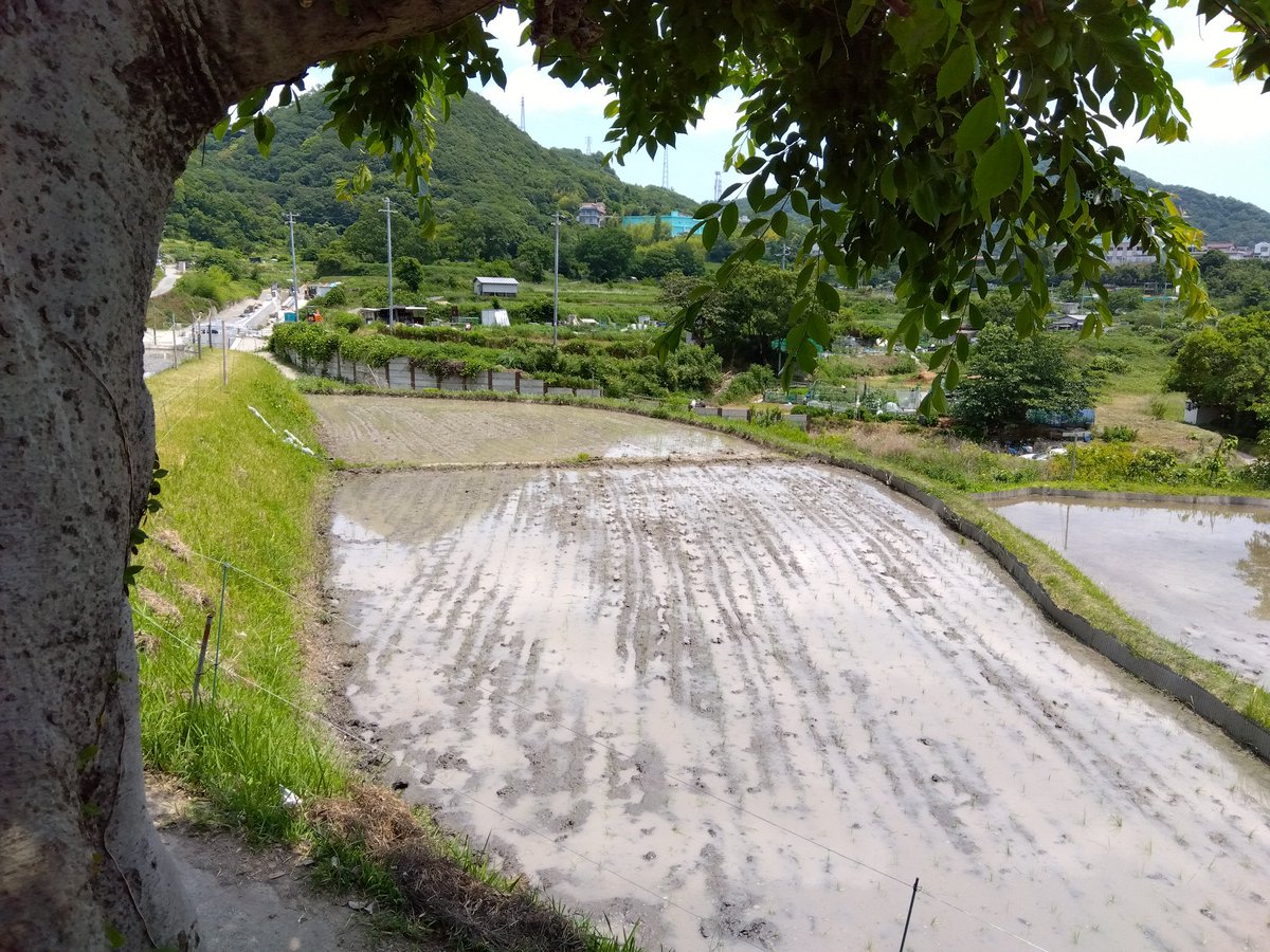 田植え。
私は何もしておりません🙇