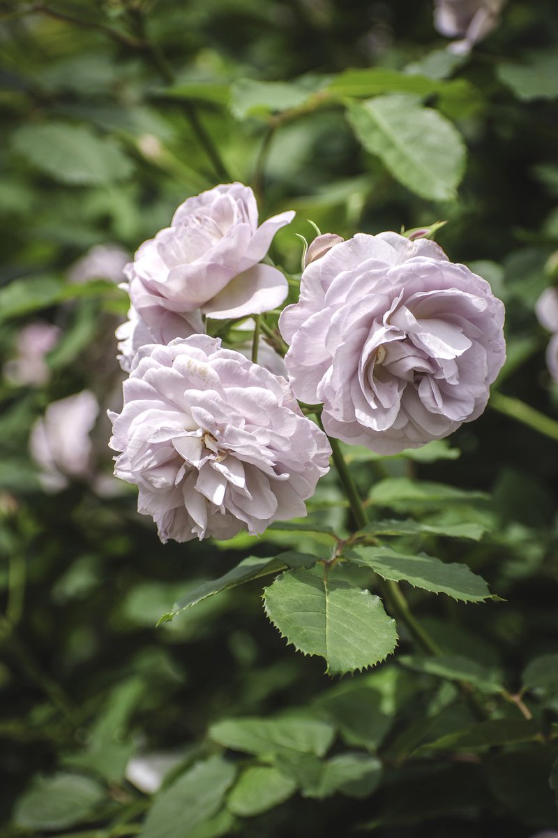皆さまこんにちは😃
お昼のバラ『フローレンス・デルアットル』🌹

フランスの女性作家フローランス・ドゥ・ラートル（1897-1986）にちなんで名付けられました。

さて。
午後はローズガーデンフェスティバル最終日にでも行ってくるかな🧐

#TLを花でいっぱいにしよう
#花が好きな人と繋がりたい