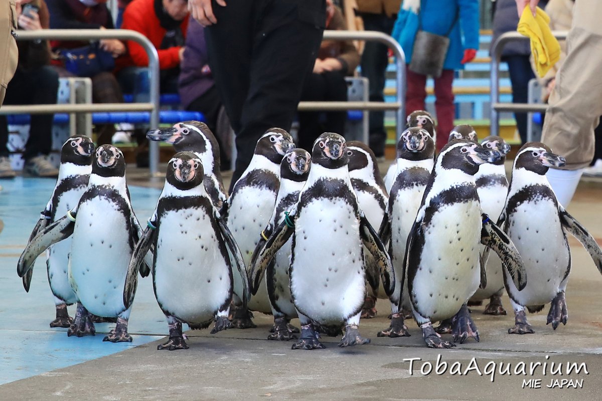 鳥インフルエンザ感染防止対策のため、中止しておりました「ペンギン